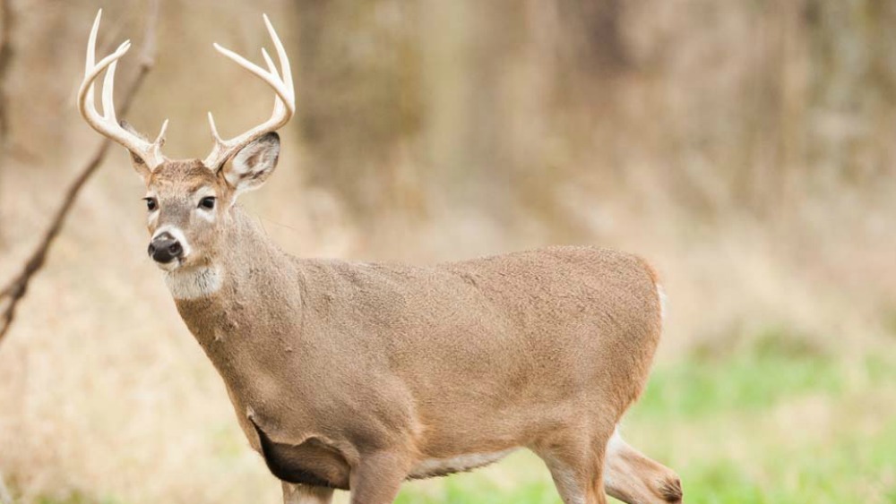 deer-f-i