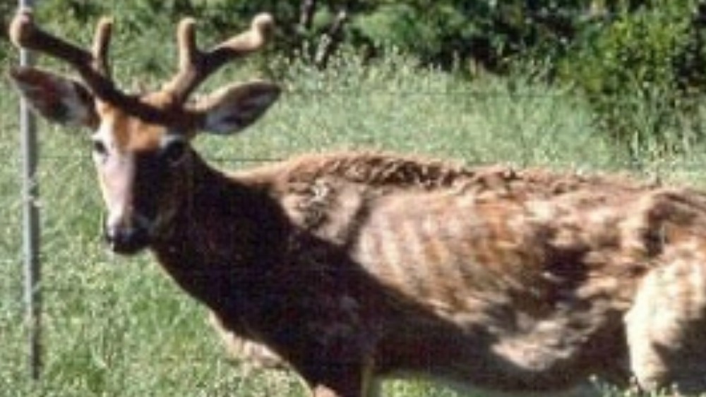 cwd-f-i