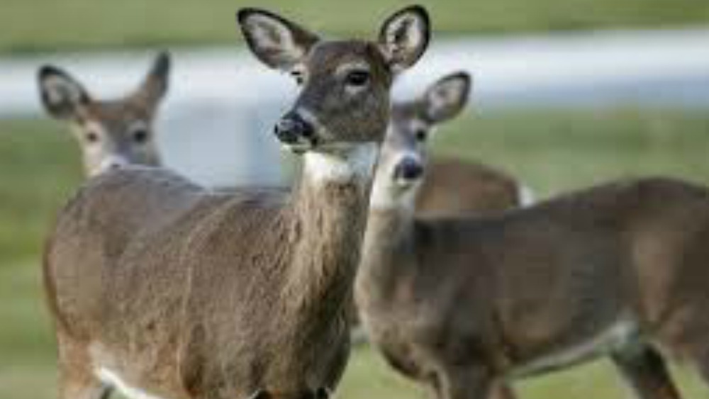 deer-fi