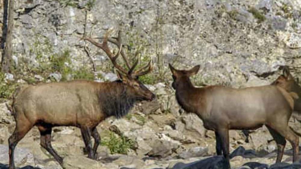 elk-fi