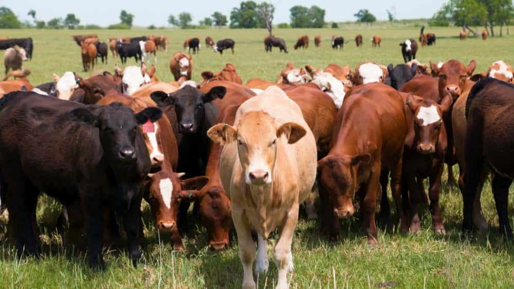cattle-fi