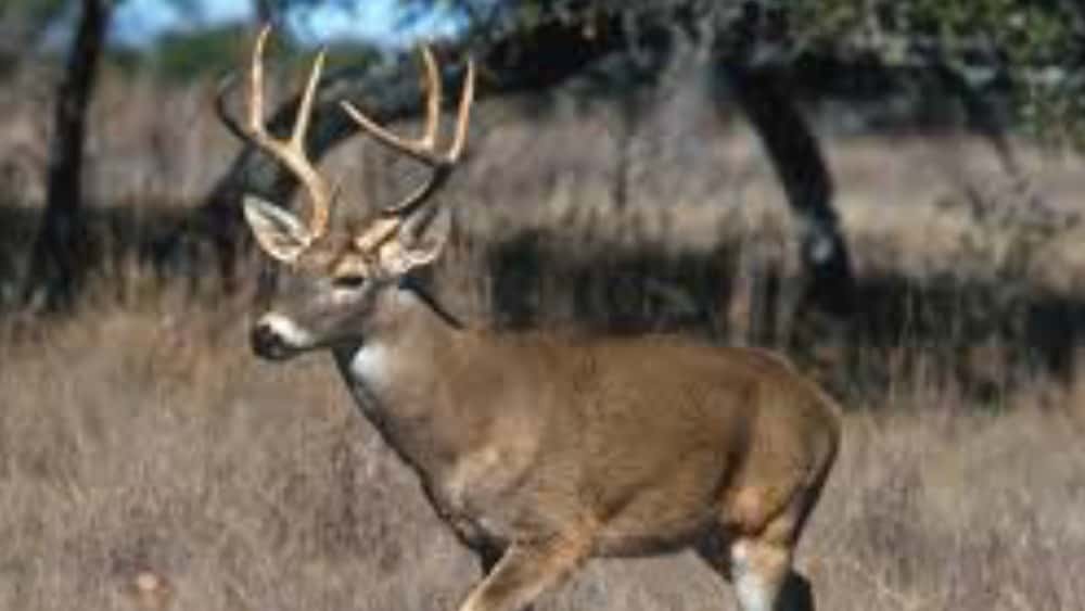 deer-fi-2