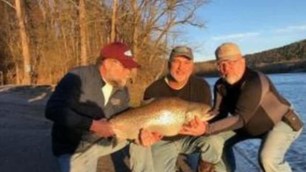 trout-fi