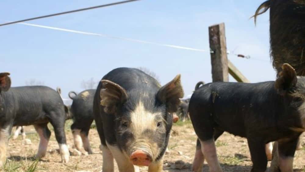 pigs-fi