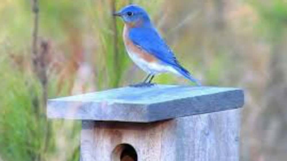blue-bird-fi
