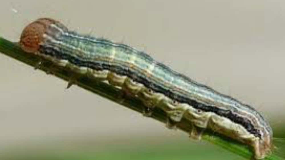 army-worms