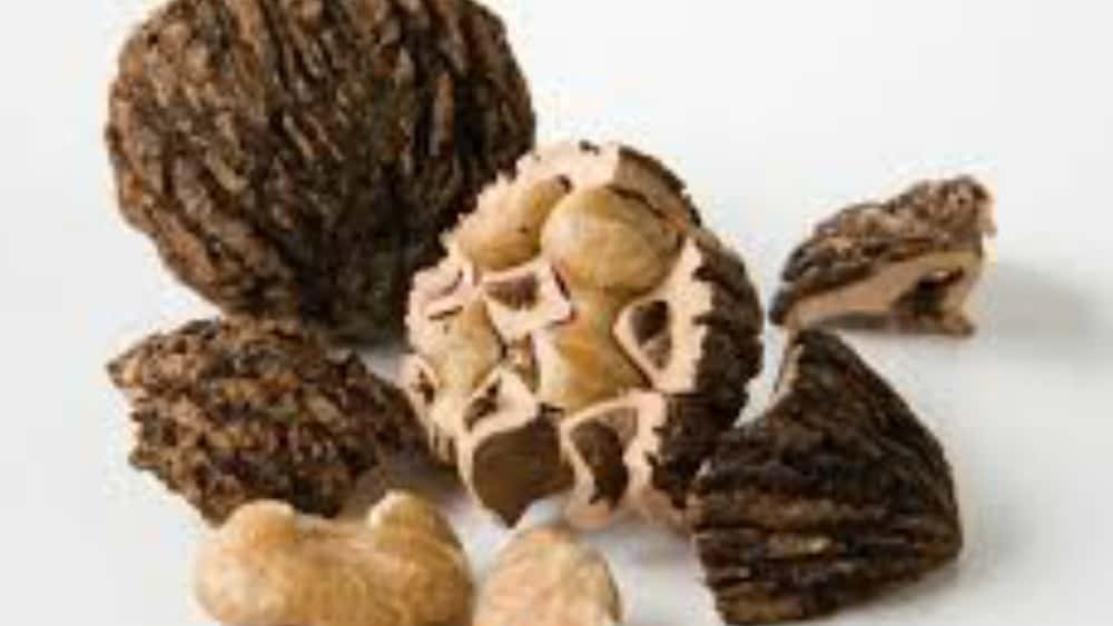 walnut