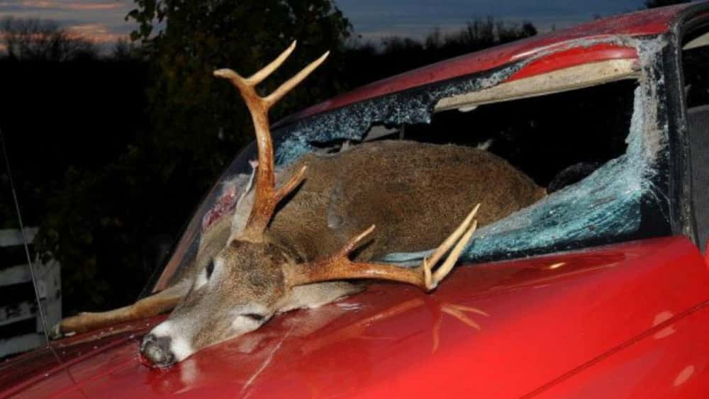 deer-accident-2