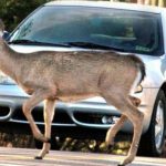 deer-accident-1