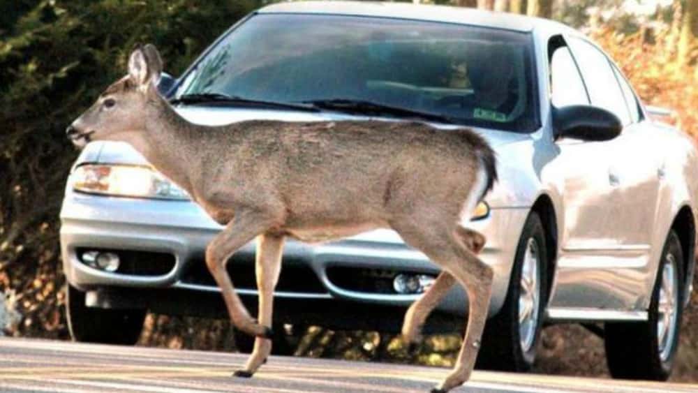deer-accident-1