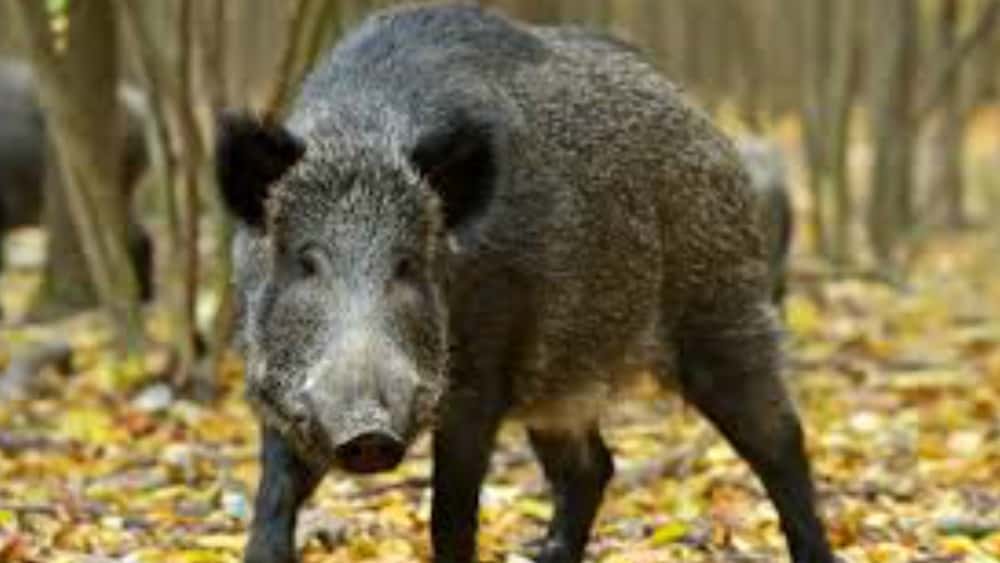 hogs-2