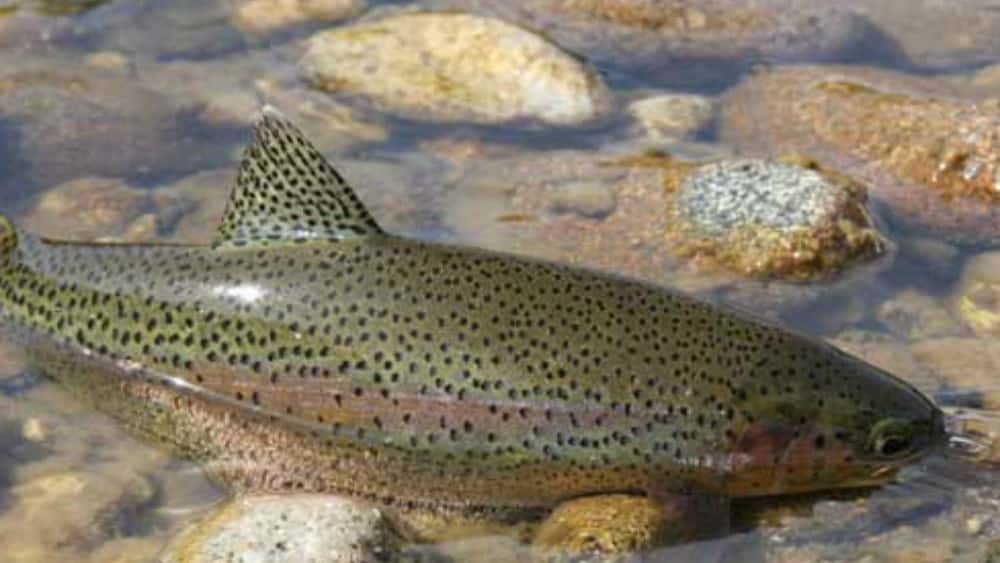 trout-2