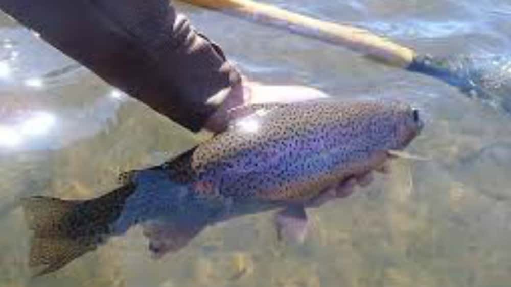 trout-3