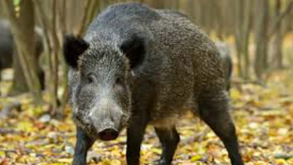 Arkansas Department Of Agriculture Removes Nearly 28000 Feral Hogs Since 2020 E Communications