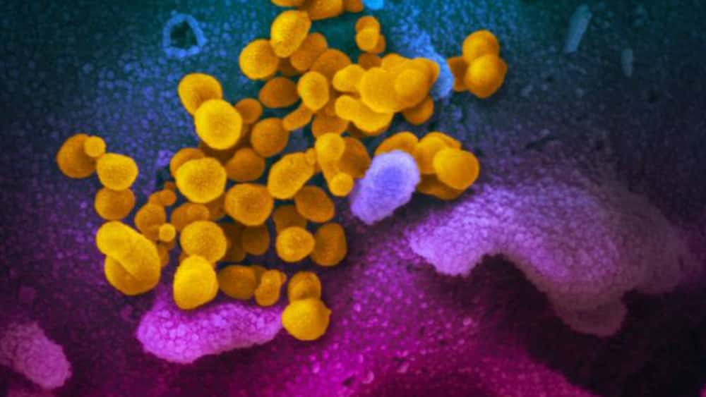 coronavirus