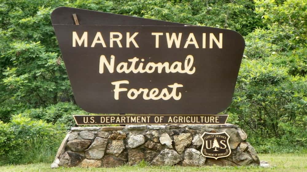 mt-forest
