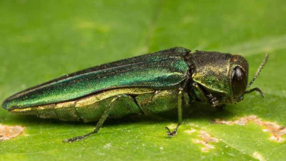 emerald