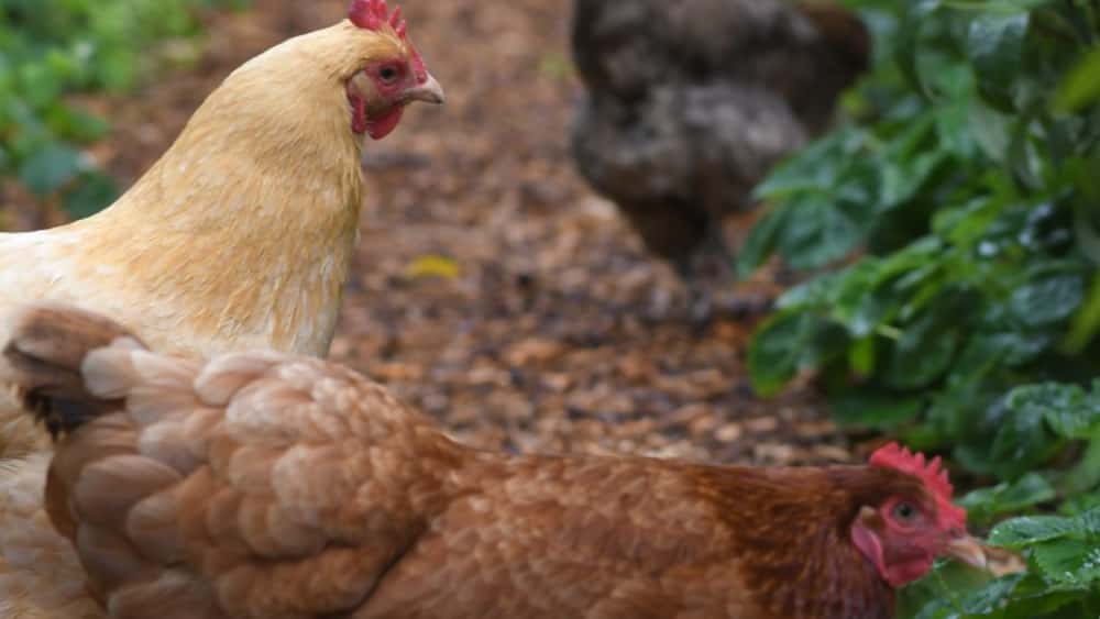 chicken-2