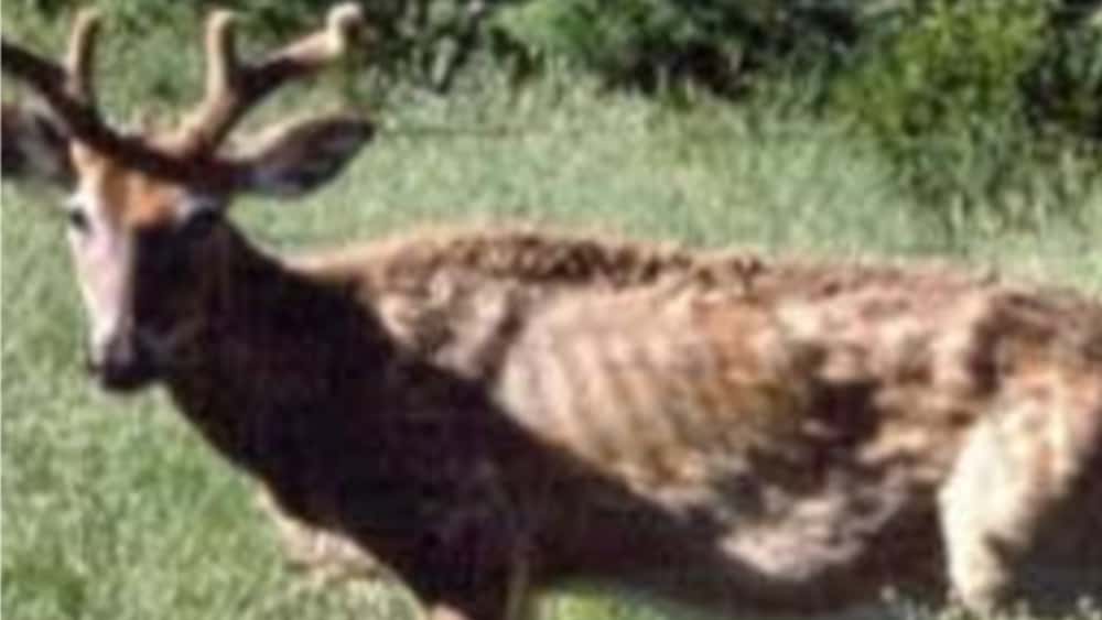 cwd-deer