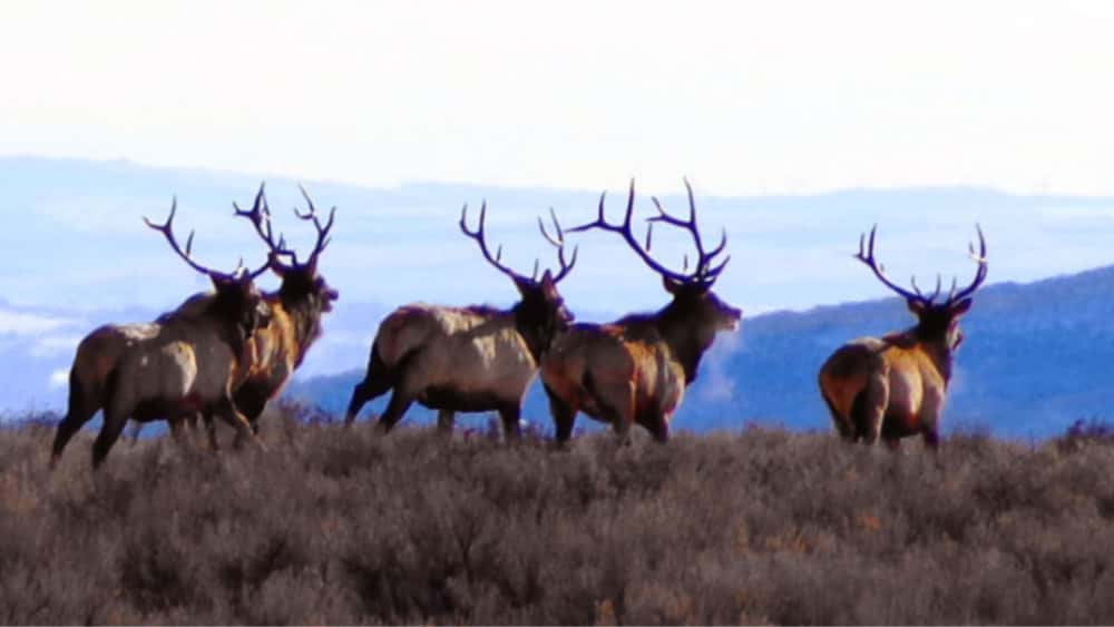 elk-hunt