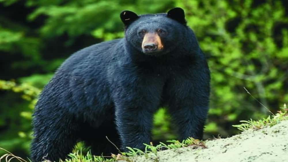 bear