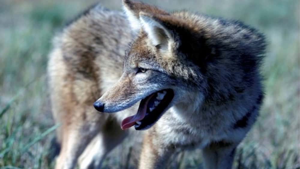 coyote