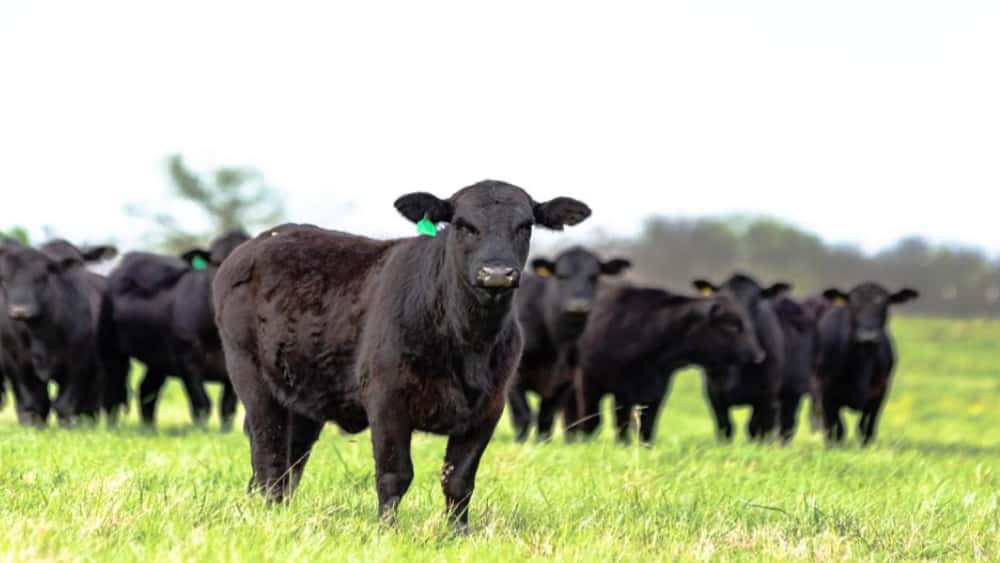 cattle-2