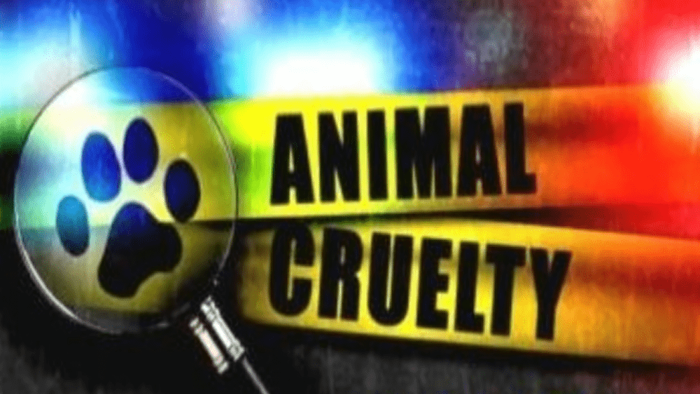 animal-cruelty