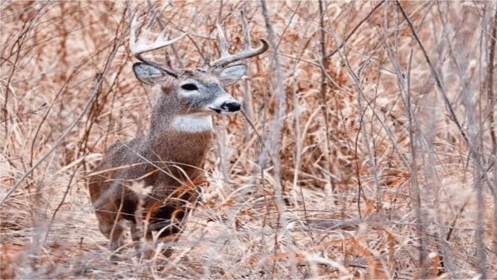 mdc-deer