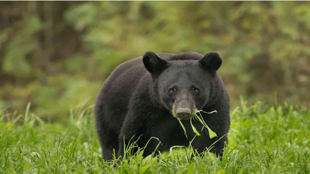 bear-4