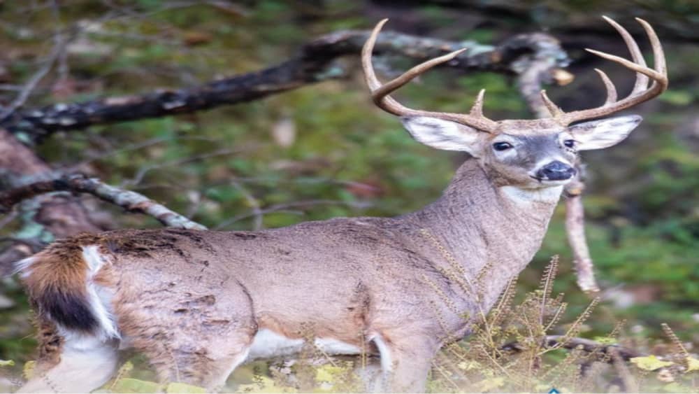 deer