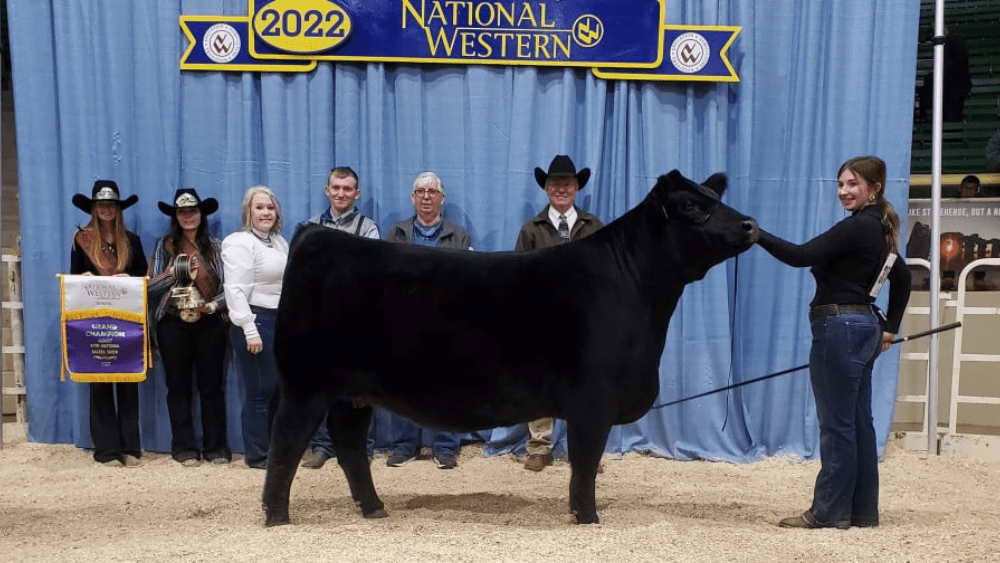 Hirsch winner in American Salers Association show | E Communications