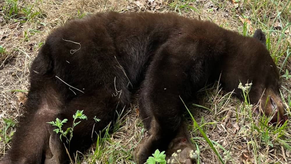 bear-cub