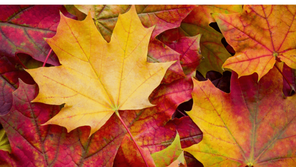 leaves