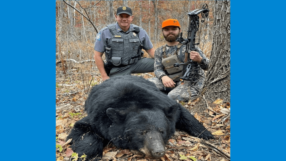 bear-6