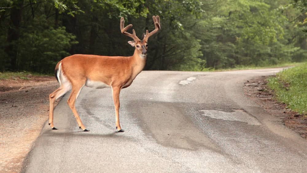 roadkill-2