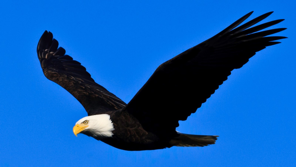 eagle