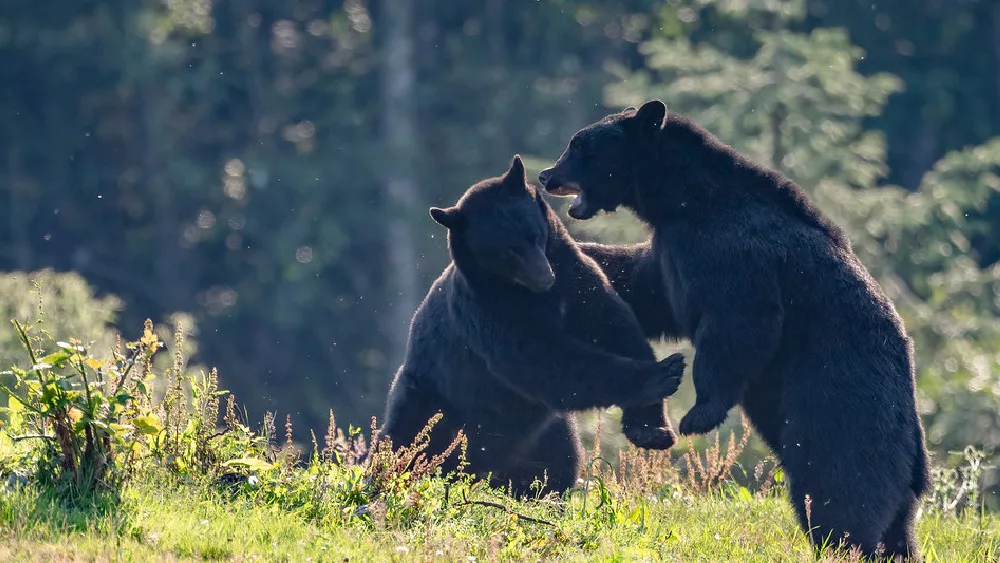 bear-7