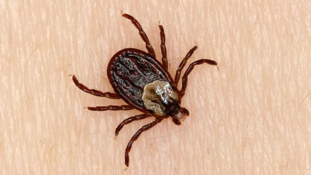 tick-2