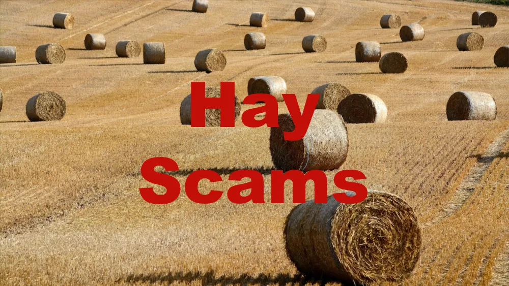 hay-scam