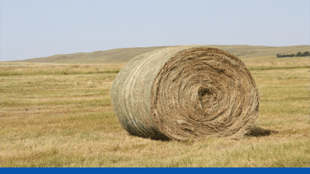 hay-2