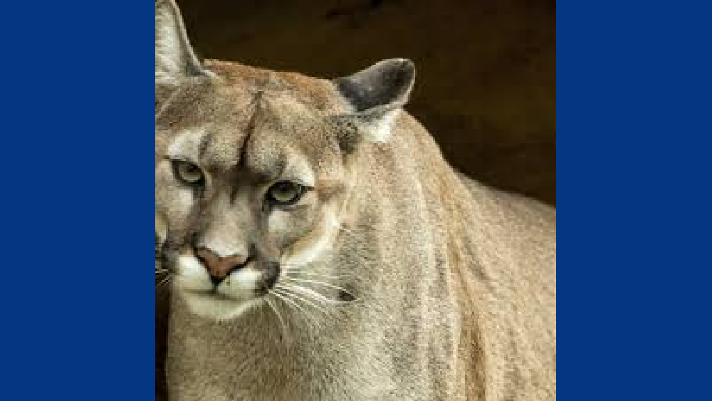 lion