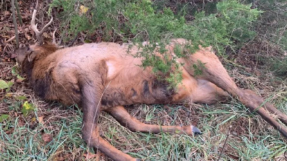elk-killed