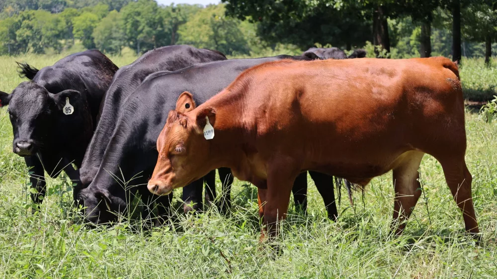 cattle-3