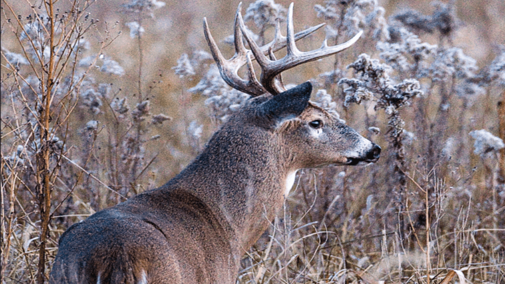 deer-7