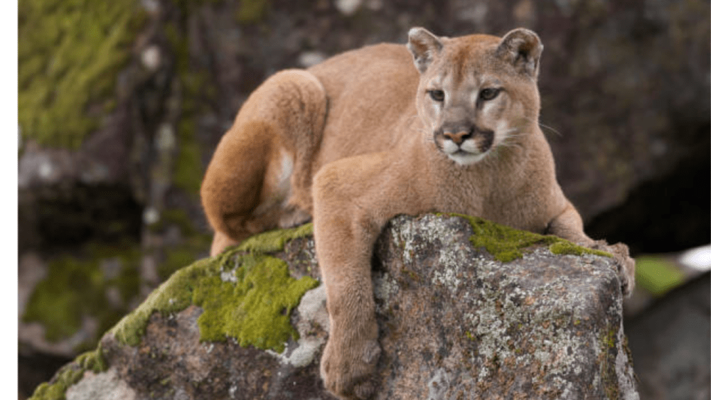 mt-lion