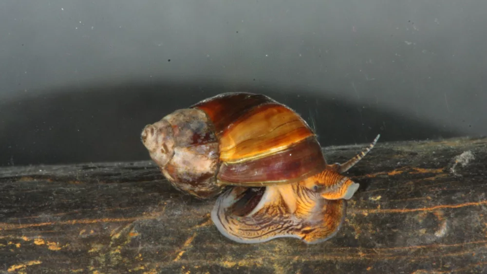 mudalia