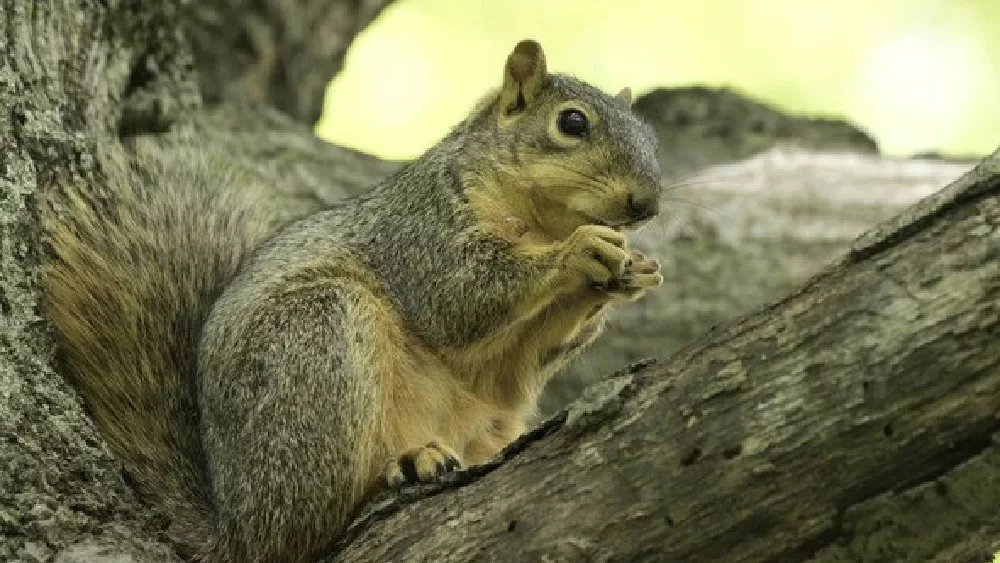 squirrel-2