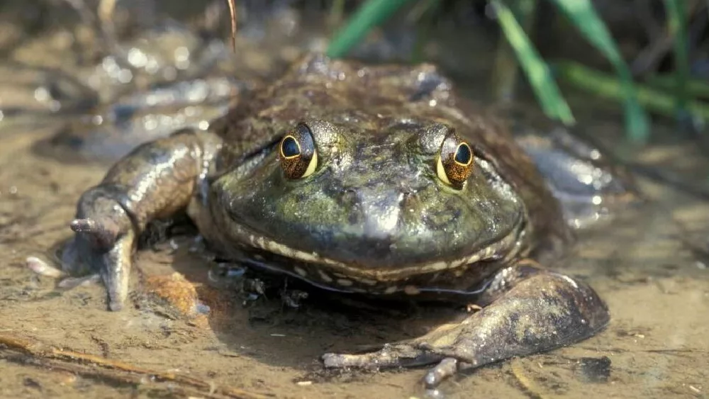 frog-3