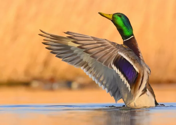 duck-1675886953djz